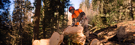 Bosbouwmedewerker in veiligheidskleding zaagt met een kettingzaag een dikke boomstam door in het bos bij zonlicht.