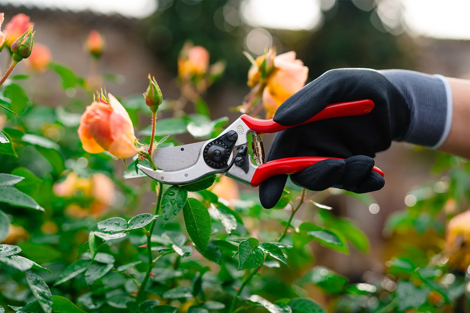 Hand met handschoen knipt met een rode snoeischaar de steel van een uitgebloeide roos af in een rozenperk.