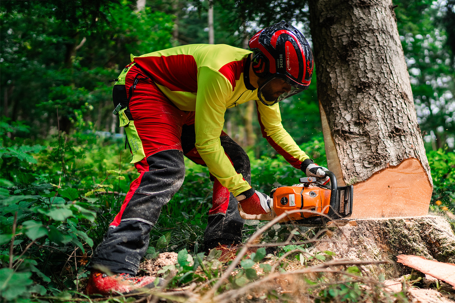 Een persoon in beschermende kleding en met helm maakt in het bos met een kettingzaag een velsnede in een boom.