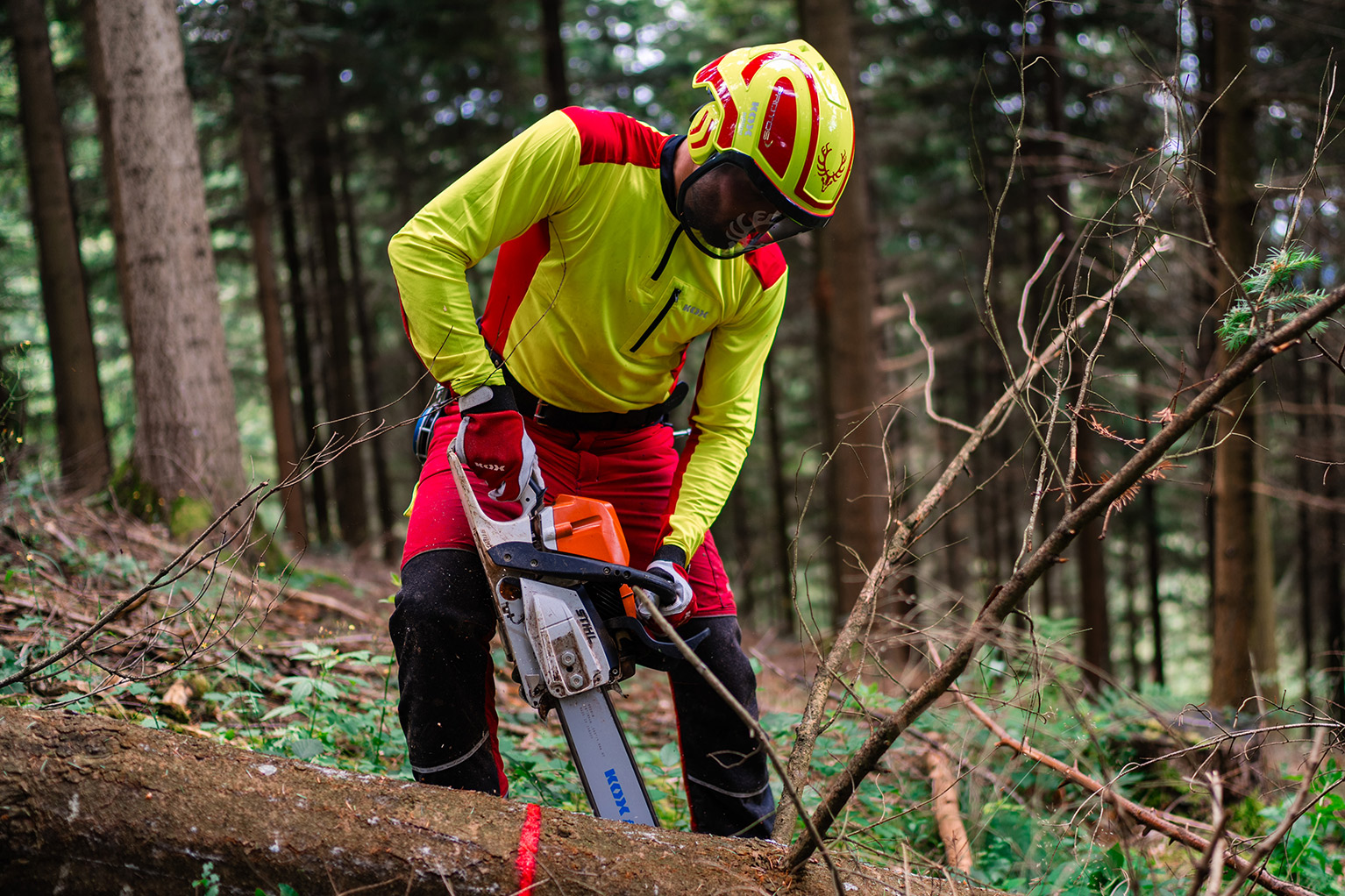 Een persoon in opvallende beschermende kleding en met helm werkt in het bos met een kettingzaag aan een liggende boomstam.