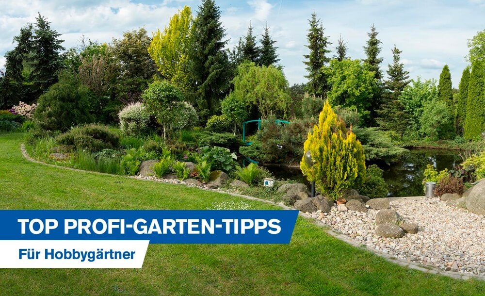 Top ProfiGartenTipps für Hobbygärtner Welche Baumarten eignen sich