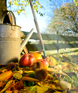 Planten en verzorging